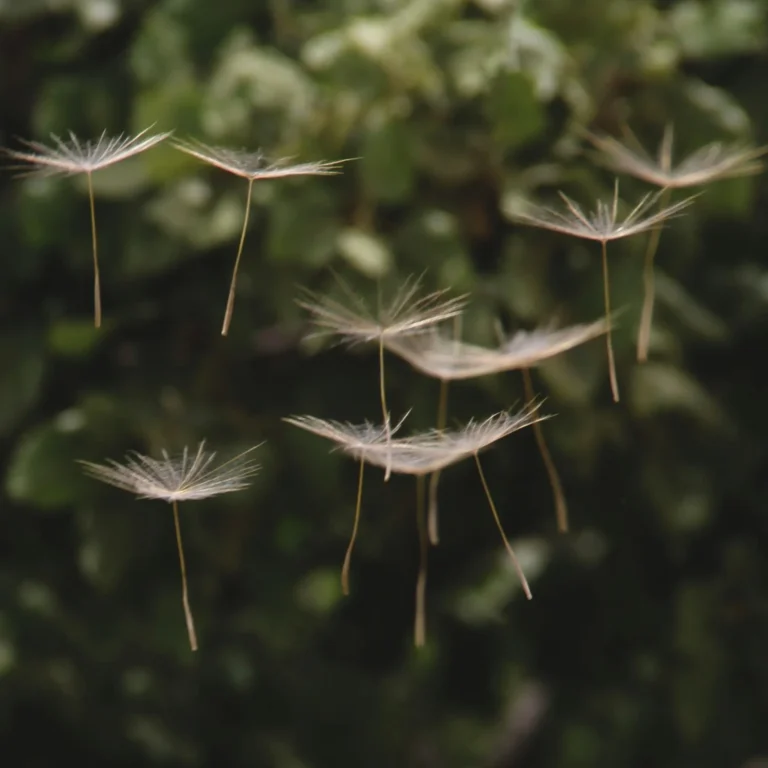 Close-up of several dandelion seeds floating in the air against a blurred green foliage background.