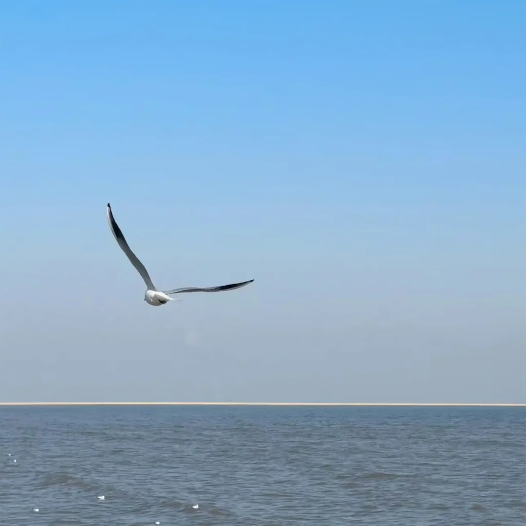 Freedom and solitude: a seagull glides across a vast, serene ocean under a clear sky.