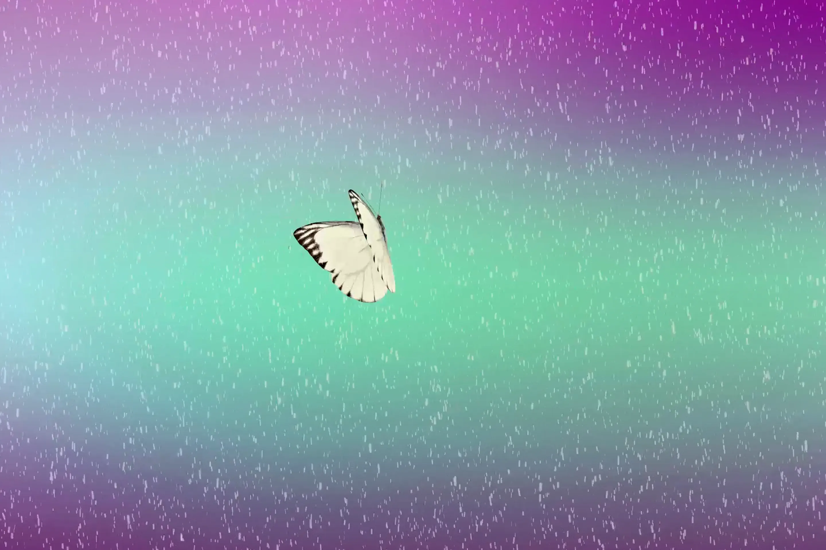 A white butterfly, a symbol of fragility, is juxtaposed with a stylized aurora borealis and falling snow, representing the themes of contrast and beauty in the 'Butterfly & aurora borealis' animation.